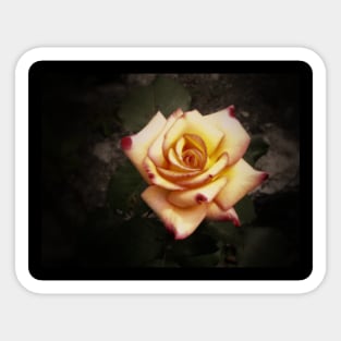 Peach and Pink Rose Sticker